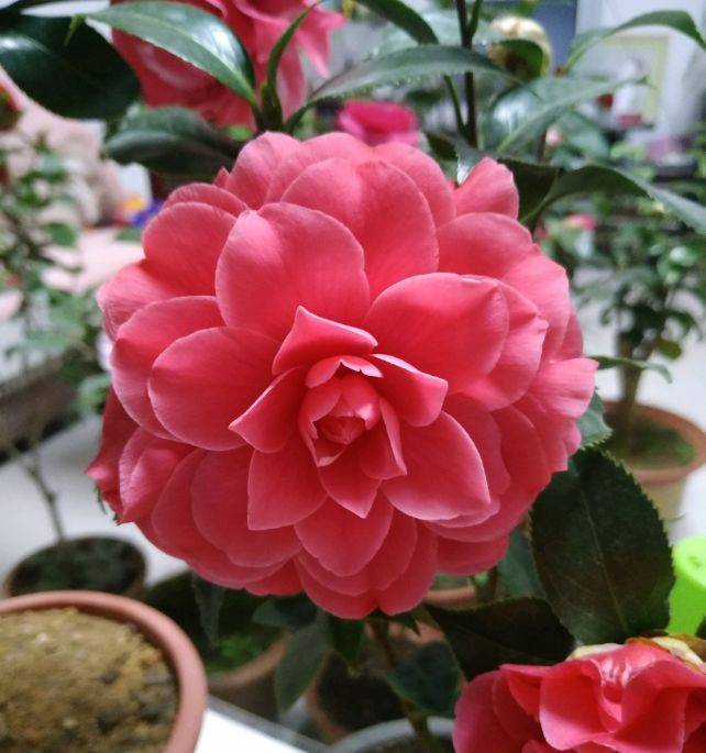 两种漂亮耐寒的花 让阳台不单调 冬季天天赏花 花大色艳 开花