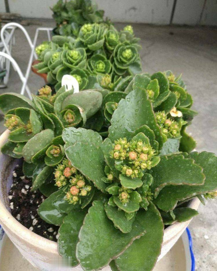 几月份种芋头花 8f6d42cedf364a71a40241ec8bf3ff7d.jpeg