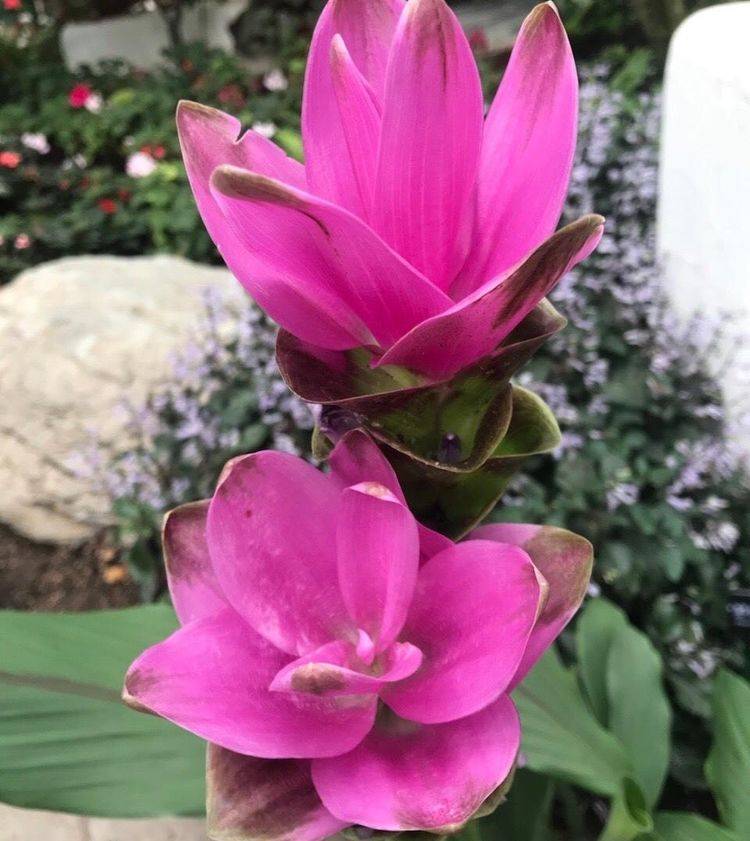 生姜什么时间开花 1f9333f00966462eb198480f19e5281e.jpeg