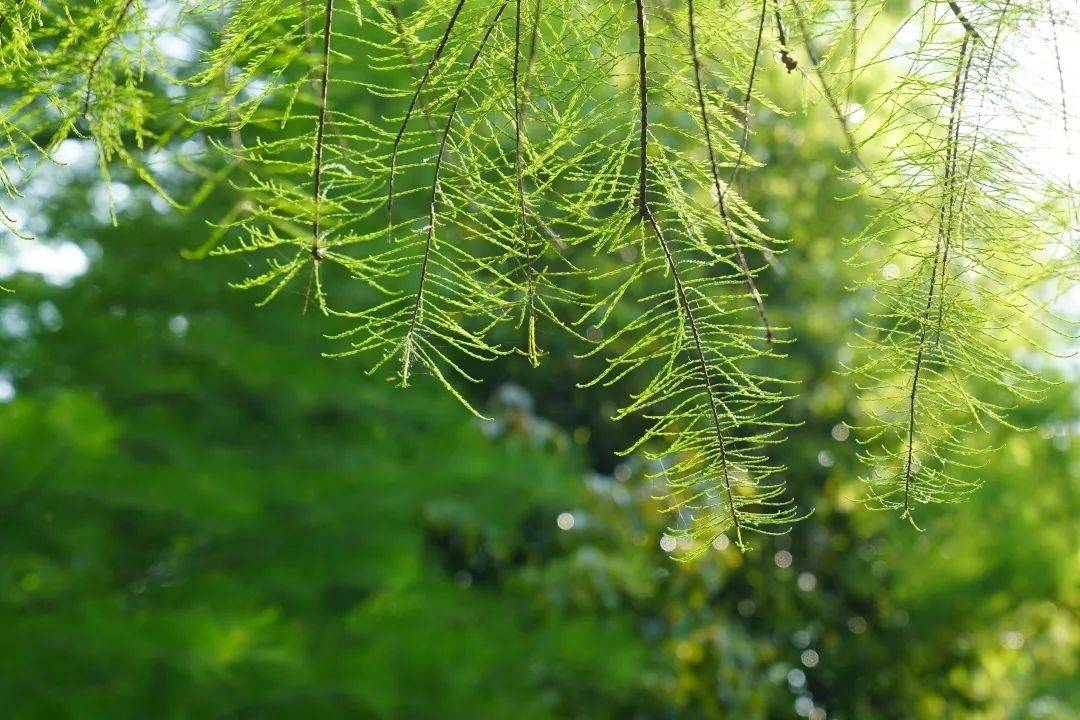 不仅养眼洗肺,一呼一吸都无比自在舒畅~湿润的空