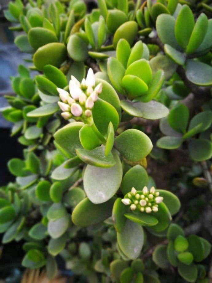 原创气温低时养玉树要注意三个方面长成一株旺盛完美的玉树