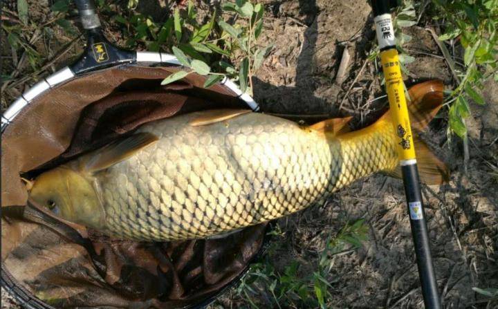 野钓鲤鱼的几个小技巧