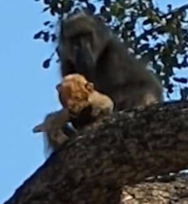 猴子狮群中偷小狮子，带到树上强行梳理毛发，让人想起狮子王_狒狒