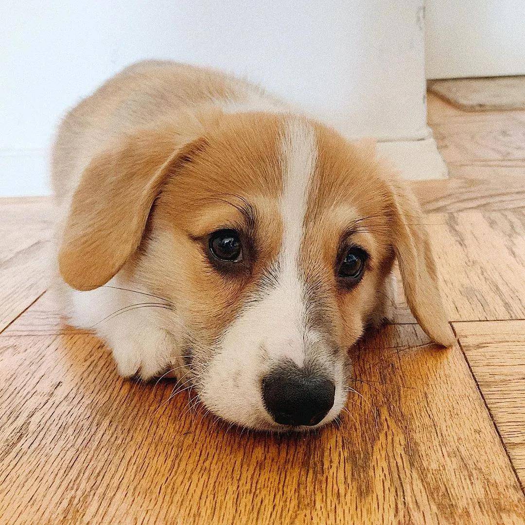 却还是丝毫没有要立耳的意思.最后就成了一只比较少见的垂耳柯基.