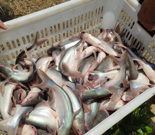 市场卖10块钱一斤的龙利鱼 鱼贩子自己都不吃 很多人还傻傻不知 沙鱼