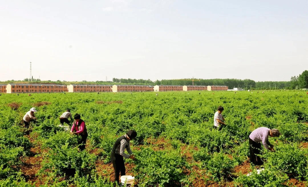 河南福森实业集团金银花开金银来产业扶贫结硕果