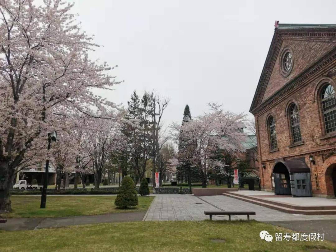 5月去日本北海道旅游 留寿都告诉你别人不会轻易告诉的大小事 札幌