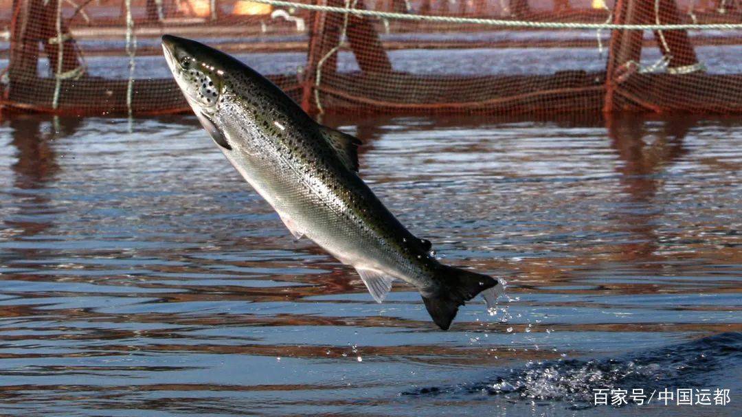 行业的主要有智利帝王蟹,三文鱼,蓝贻贝,智利雪蟹,智利龙虾,鲍鱼,鳟鱼