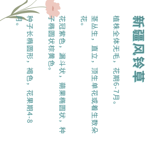 我们做了一份天山天池植物图鉴 花草