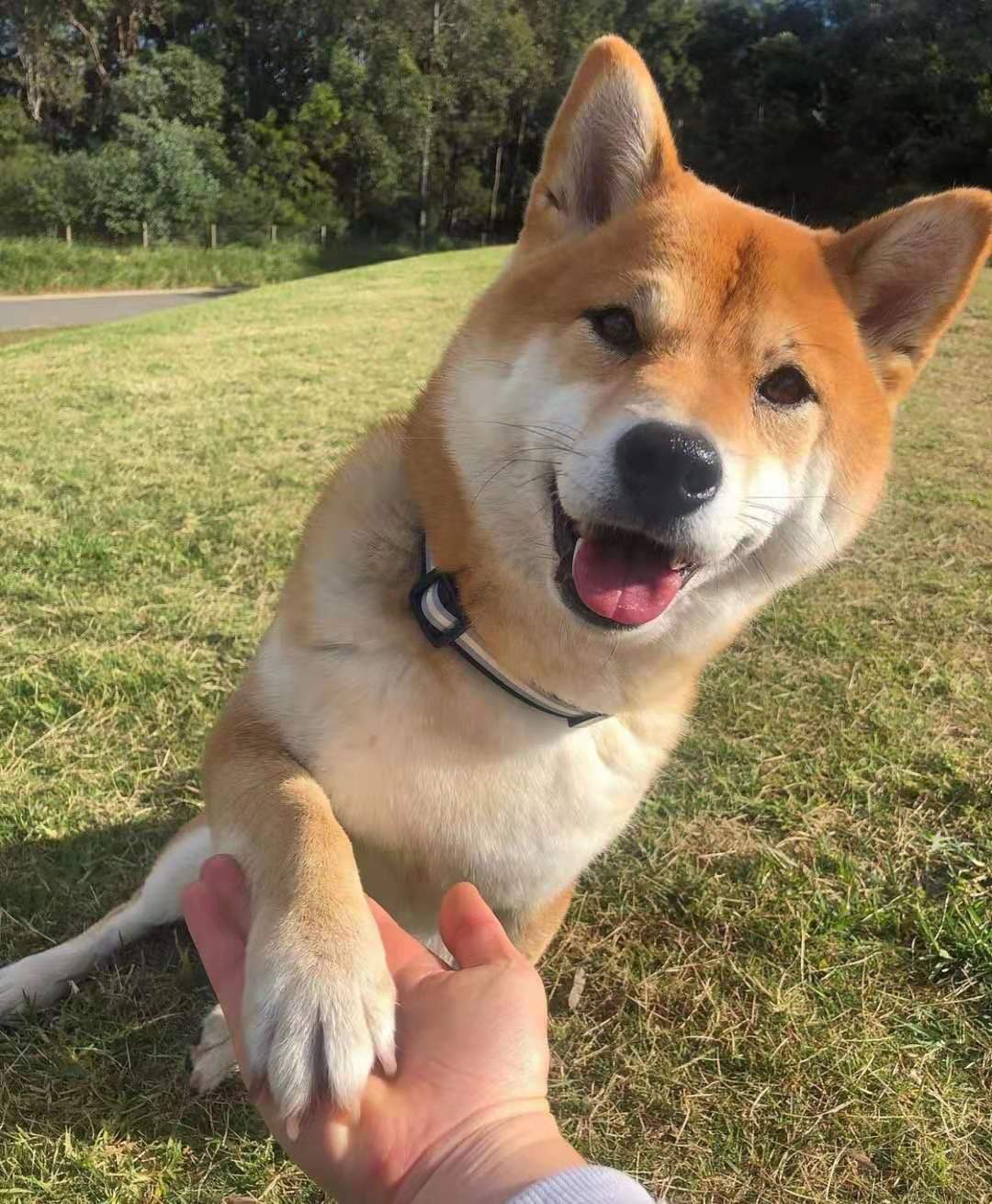 柴犬价格持续升高 却依然有很多人去饲养 主要因为这几点 时候