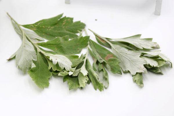 艾草干什么用 1e648302a0dc40ac91571f83a35defc9.jpeg