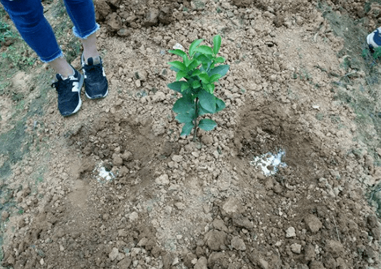 五大施肥原则助您年年高产_土壤