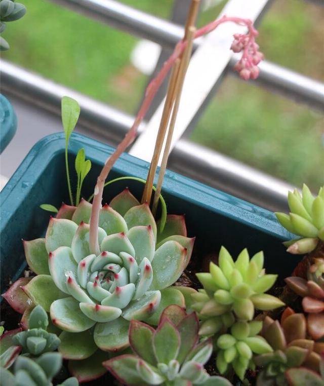 多肉开花要不要剪掉 处理方法有 3个 养出漂亮好状态 植物