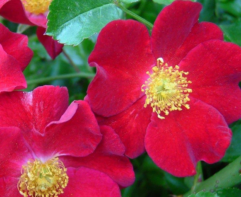 3种"女神花"值得拥有,一年长成花墙,四季花开不断,盆栽也可以