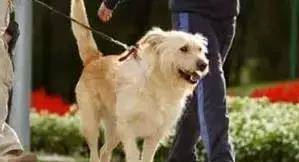 怎么教狗狗不要扑人 1d30659c28f84816a72cc6597ae0d423.jpeg