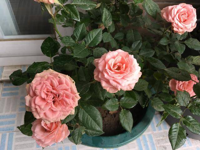 养月季,做好"这1点",一朵两朵三朵花,冬季也有漂亮的花开放_开花