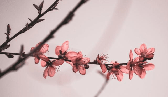 五月 桃花有情 月老重义 助兴情缘 三生肖再次连心 重拾爱果 情感