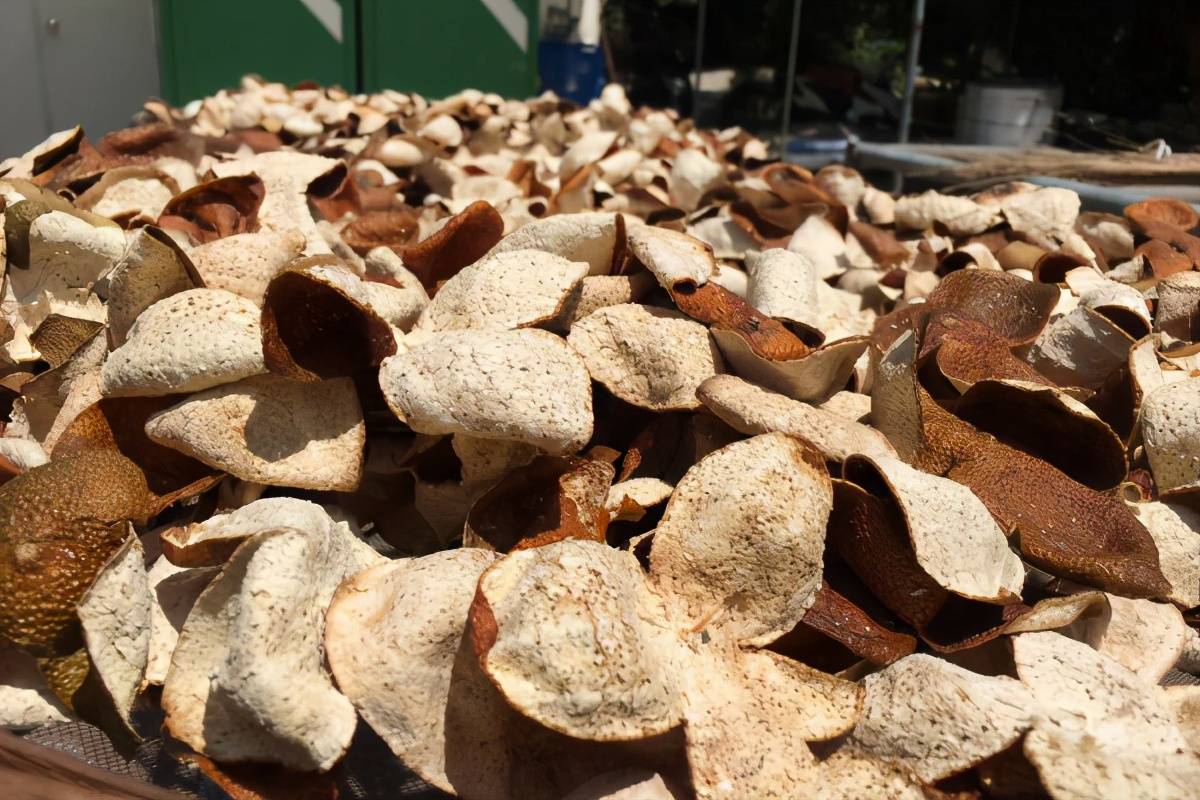 新会陈皮多久翻晒一次每次晒多久怎么晒才是最好