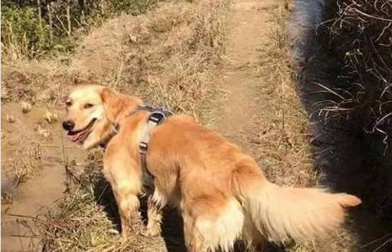 怎么哄狗狗玩 0bddab3e605143c29924c44397e31532.jpeg