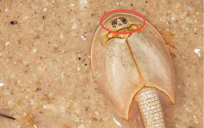 蓝色血液的鲎的血有什么用 4c24b959742144bea7f5fe1e1b44b936.jpeg