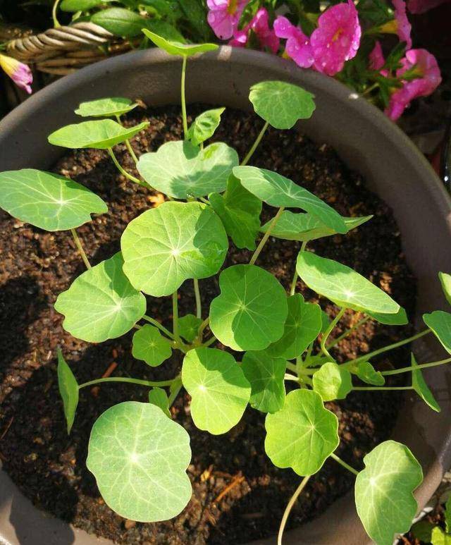 原创盆栽旱金莲怎么养?1个"种植窍门",漂亮茂盛,全年开花不断