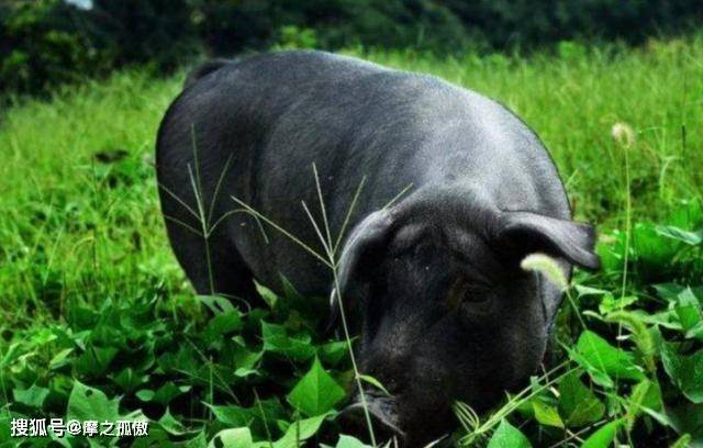 中国为什么进口美猪 20711c52e0b8482fbd7517300705c01f.jpeg