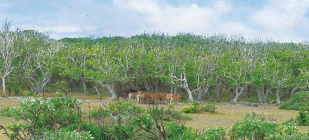 原创西沙东岛发现规模达400头的野牛群哪里来的答案已经找到