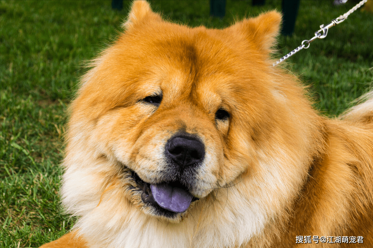 这6种中国犬养的人虽然不多但是很忠诚