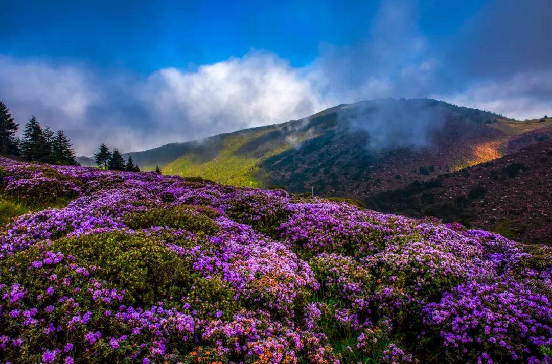 赏花最佳时期已至凉山金阳十万亩索玛花海浪漫绽放 彝家