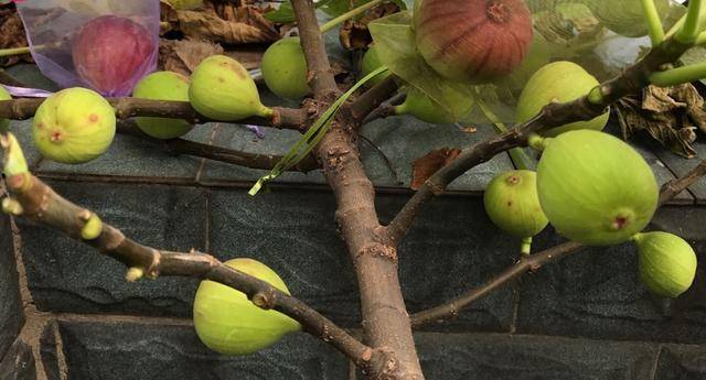 原創盆栽無花果結果少那就這樣養枝葉更茂盛枝枝都有果大又甜