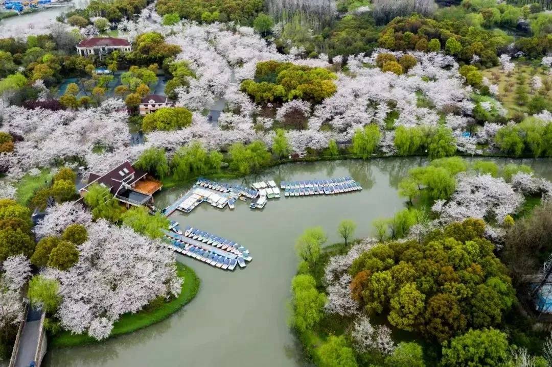 滨湖湿地公园樱花图片