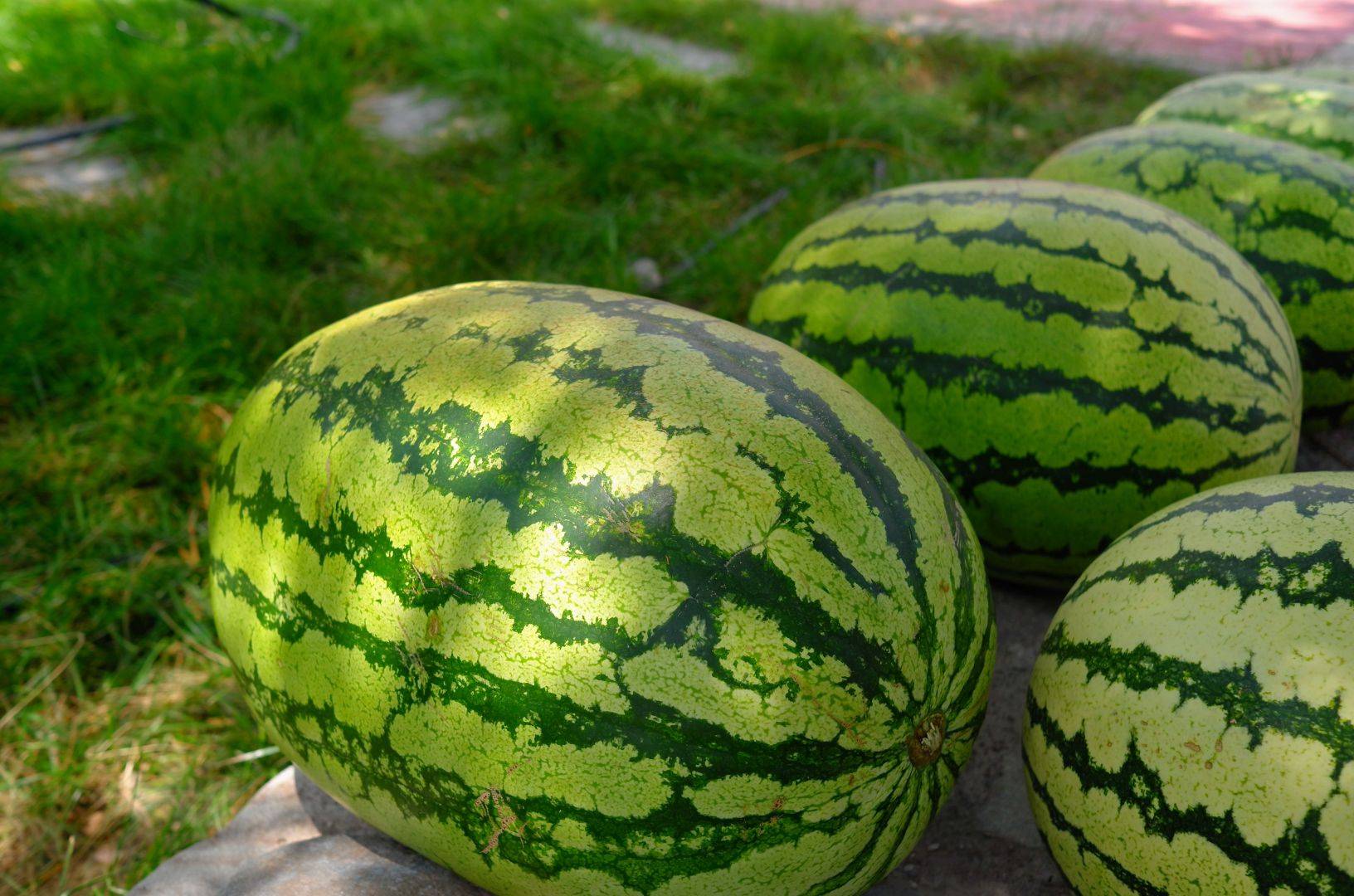 原创夏天买西瓜认清国内这6大优质品种个个甜美多汁涨知识了