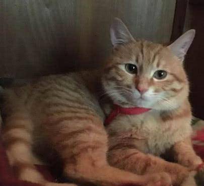 一只猫和一个女孩的头像图片 4b0cdeab7e584b42a7eea0ddc0bd36bf.jpeg