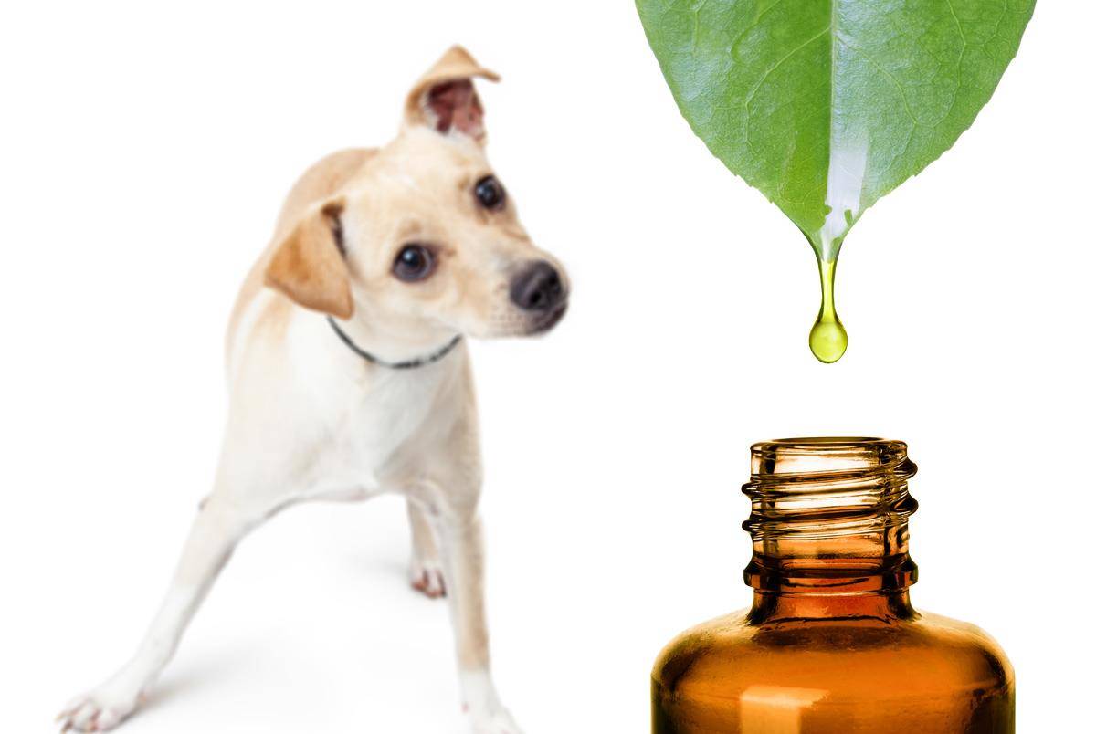 家中有宠物 如何安全使用精油呢 香薰