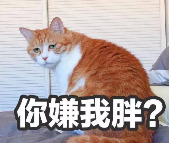 怎么自己在家给猫剪毛 de158cb307734e509d4cad7a6708fb7a.jpeg