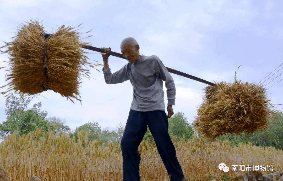 头挑一个,往家里的麦场运,奶奶和母亲在最后,又把地里的麦头捡了一遍