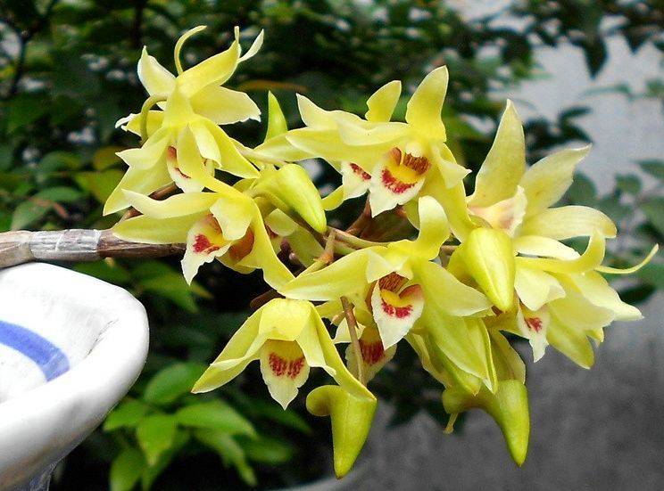 铁皮石斛是名贵的花卉,我们养护在室内的话,就是满足铁皮石斛所需要的