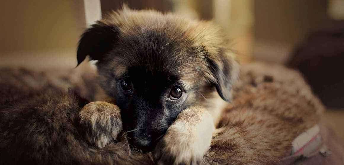 狗狗怎么训练握手最简单的方法 243d44c8a42046ebb12be7f01fa013dc.jpeg