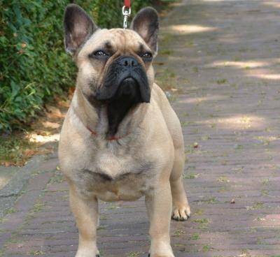 最凶的狗排名_排名凶狗