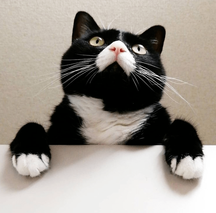 我奶牛猫也能凭颜值出圈!