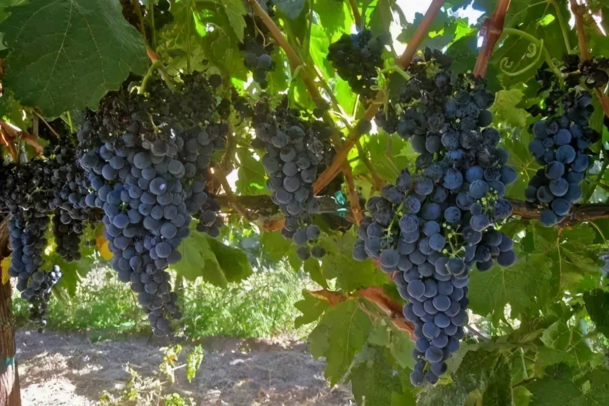 钾对葡萄生长到底有多重要?有"钾质作物"之称