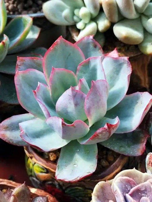 赫赫有名的多肉三仙,养护要点,一网打尽