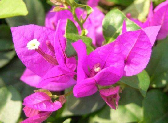 农历4月8日开始 养花养个耐看的 花色鲜艳爆盆 花开繁盛 叶子花