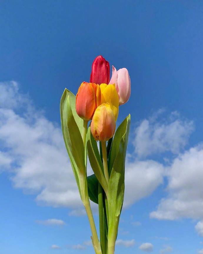 2021早安最美文案清新脱俗一见倾心