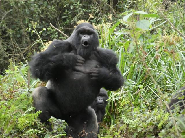原创遇事不冲动或许是重400斤的山地大猩猩用拍胸教给人类的智慧