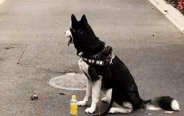 狗狗帮主人捡瓶子卖钱 0d4625a216fd4cf59ab4990937ff524f.jpeg