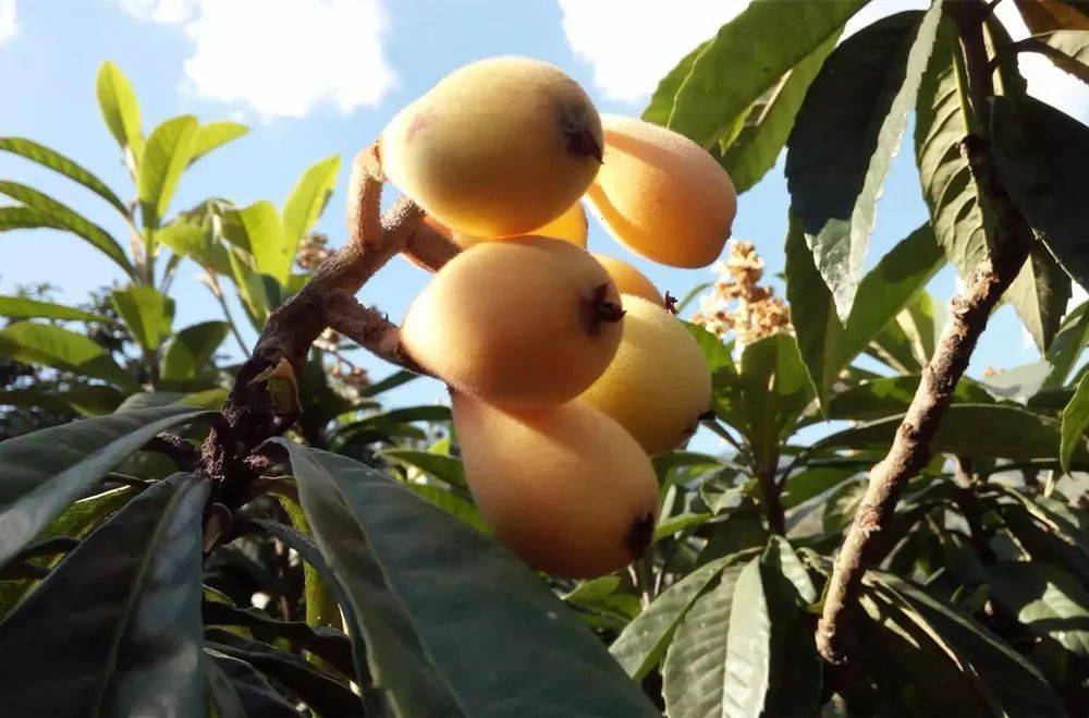 快来安康瀛湖品尝初夏的味道!_水果