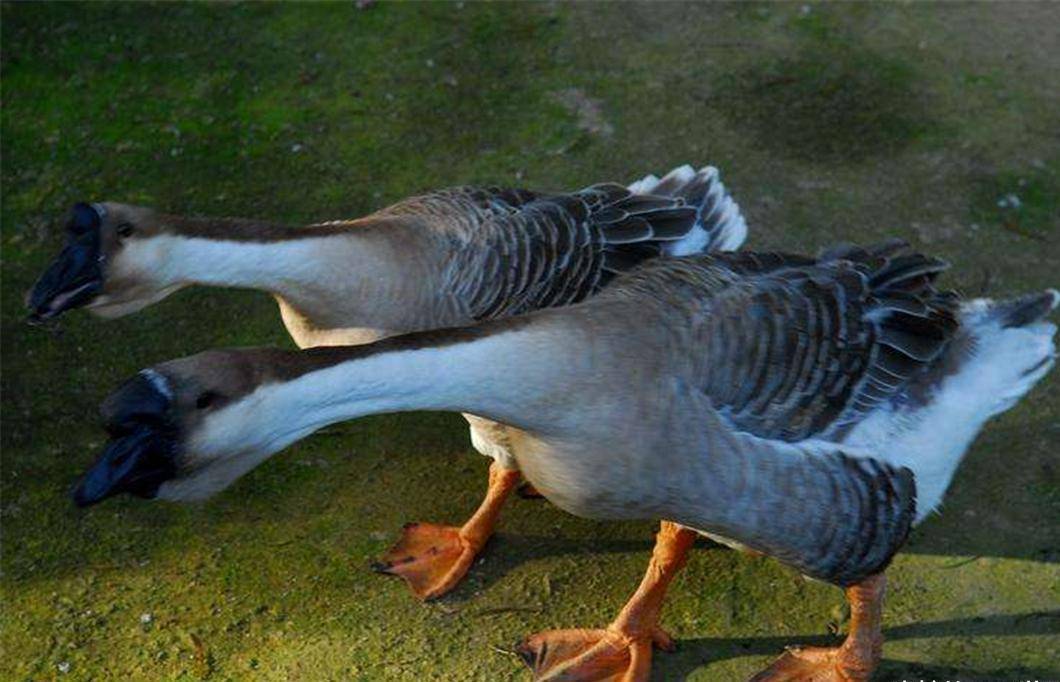 文章开头笔者写了自己小时候遭遇大鹅的经历,你是不是也觉得大鹅很凶?