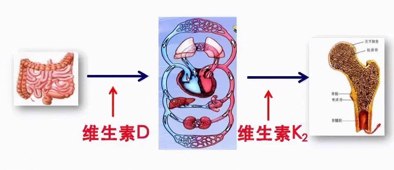 每天推薦維生素k2的攝入量為45μg,相當於4kg牛肉或者5l牛奶,所以幾乎