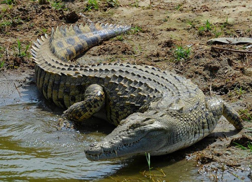 尼罗河鳄鱼只害怕1种动物,还会主动避免与3种动物冲突
